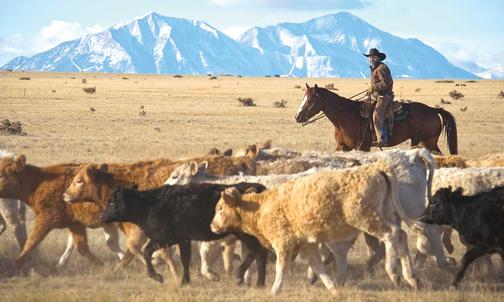 Rancher Grady Grissom ’84 Is at Home on the Range