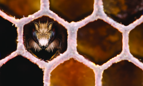 Princeton Biologists Watch How Bees React to Isolation