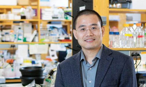 Professor Yibin Kang’s Research Seeks to Disrupt Cancer Metastasis