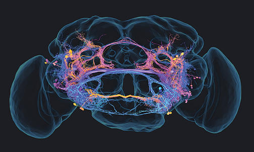 Research Photo: The Brain of a Singing Fruit Fly