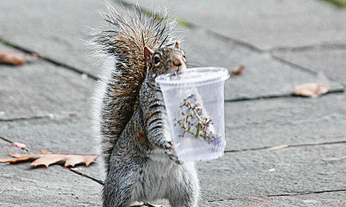 Rise of the Rascally Squirrels