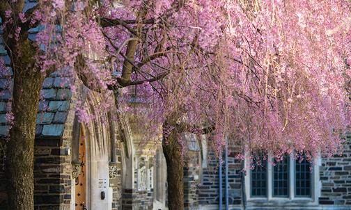 The Story of Princeton’s Trees