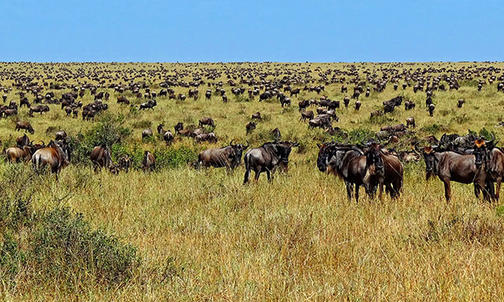 Essay: Serengeti Rules and the Complexity of Nature