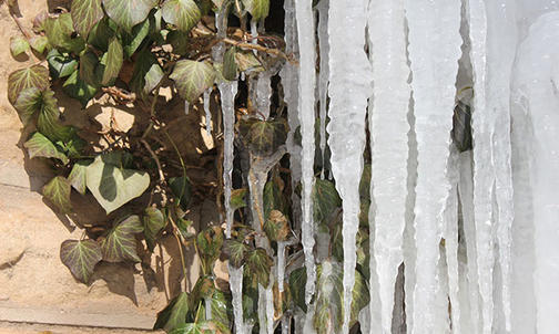 Icy Ivy at Nassau Hall