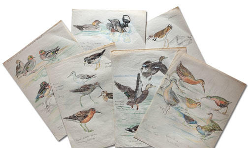 From Princeton’s vault: Art of a bird-watching poet