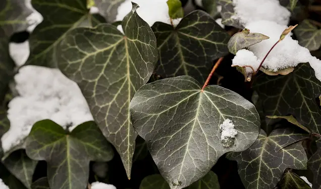 Sophomore Jefferson Voelker ’28 Died While on Leave from Princeton