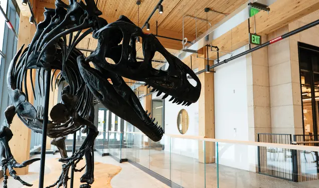 How a Dinosaur From the Utah Desert Came to Princeton