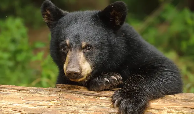 When Bear Meets Beer: A Q&A With the Black Bear at Reunions