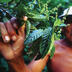 Class Close-Up: Planting the Seeds of Ethnobotany at Princeton