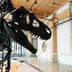 How a Dinosaur From the Utah Desert Came to Princeton