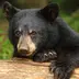 When Bear Meets Beer: A Q&A With the Black Bear at Reunions