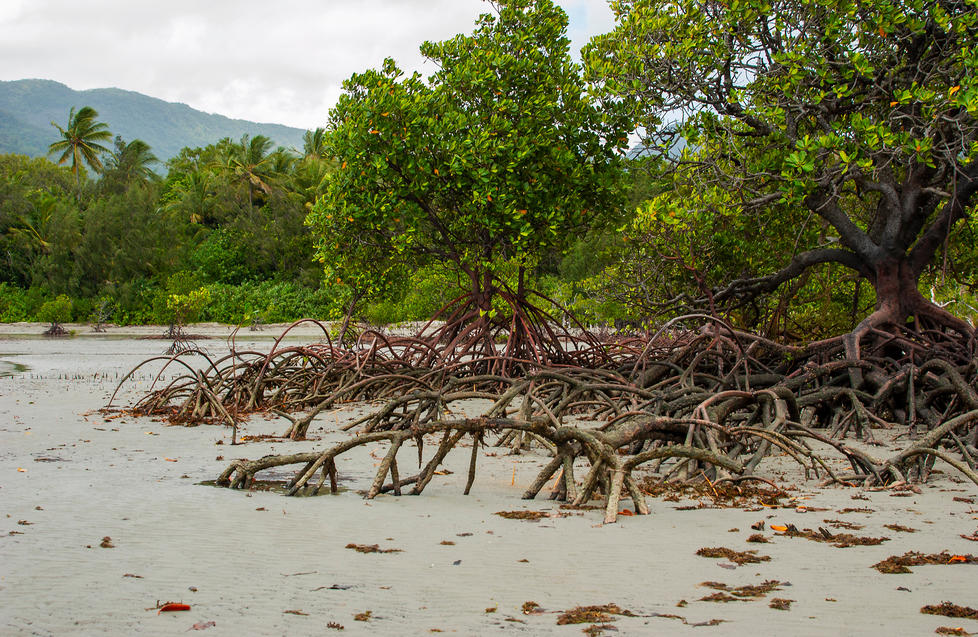 Mangrove trees with long roots popping in and out of the sand at Cape Tribulation in Daintree national park, Australia.