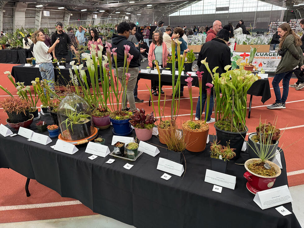 Crowds mill around behind a table of carnivorous plants.