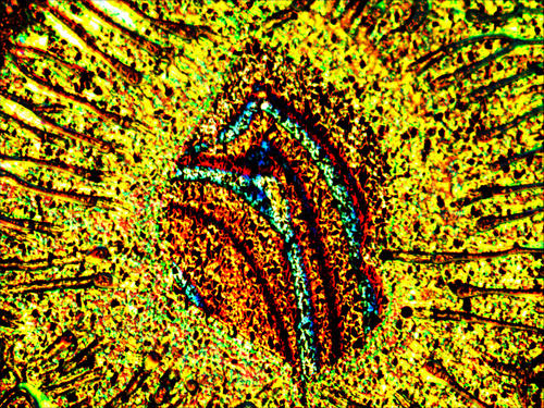 "Arsenic sulphide dissolved in solution displays colorful random patterns after being spin-coated and baked on a chrome-evaporate glass slide." 