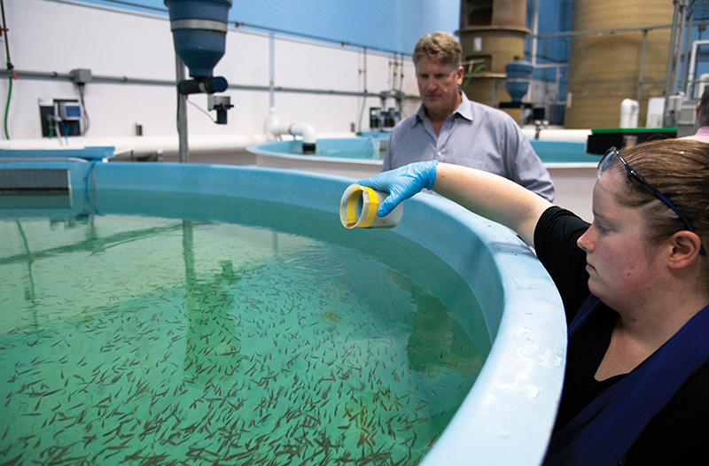 Fish being fed in a tank.