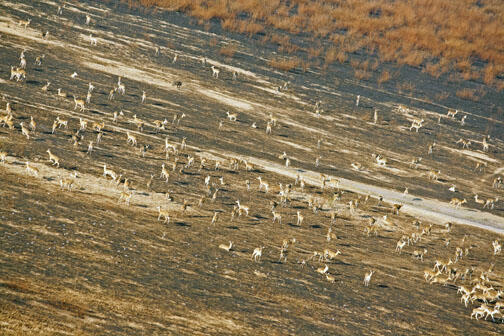 NB-BG.jpg A herd of reedbuck on the floodplain of Lake Urema in Mozambique's Gorongosa National Park in July 2012.