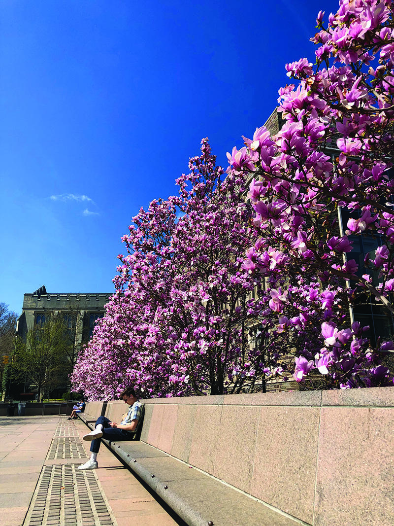 Magnolias blooming along Scudder Plaza