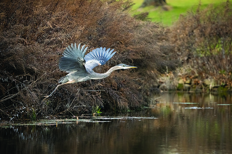 Heron
