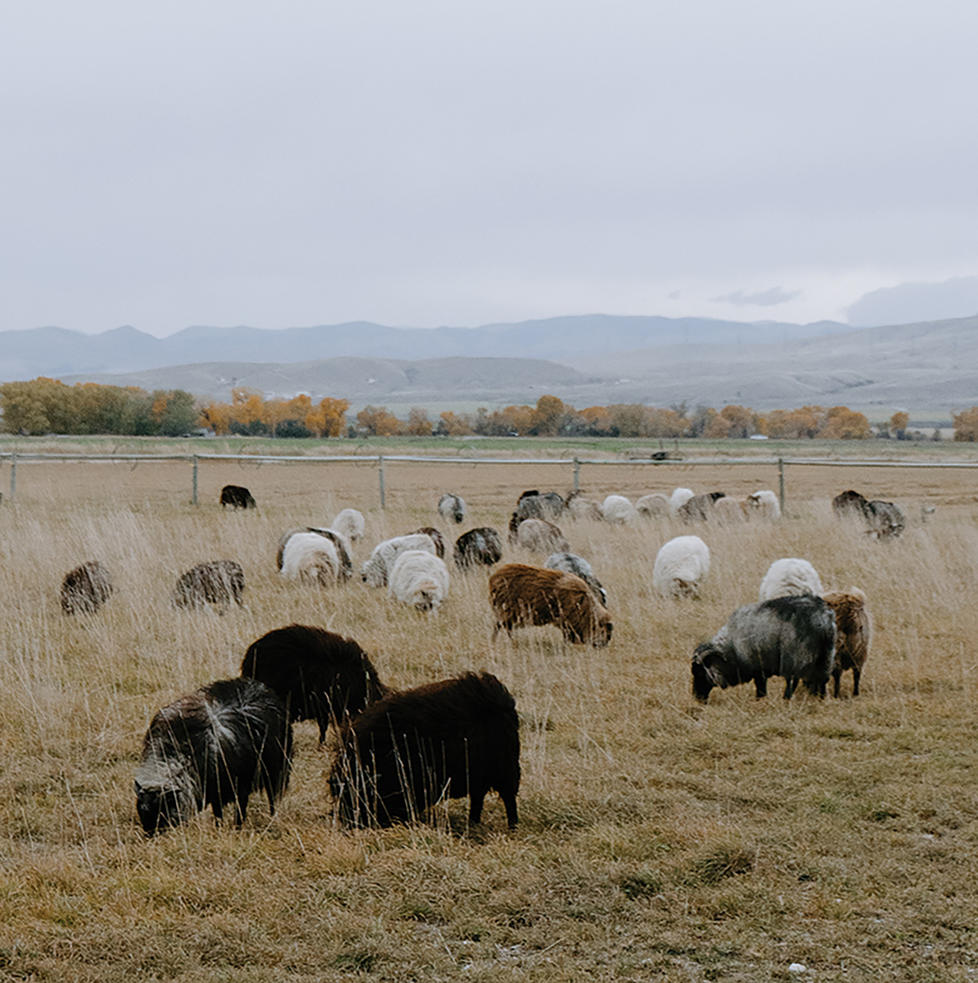 Sheep grazing