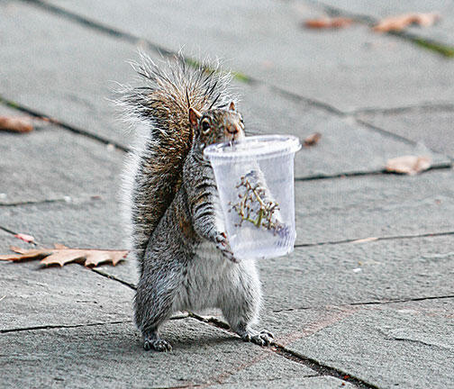 TWT-squirrelNew.jpg In this 2007 photo, a campus resident partakes of Princeton’s bounty.