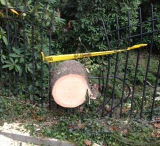  By the storm’s end, at least 50 trees had come down on the University grounds, including one that destroyed a southern portion of the fence surrounding Prospect Garden. 