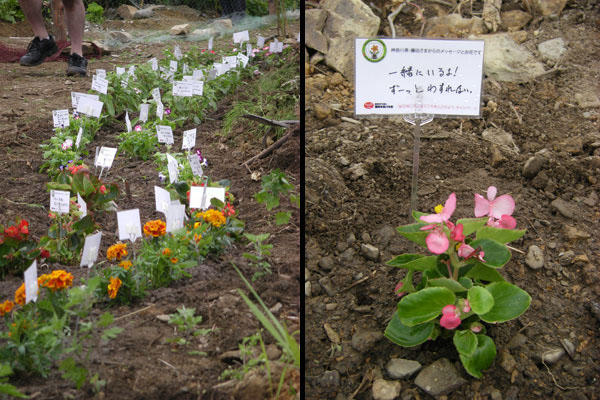 Flowers planted at a senior-housing site as part of a relief group’s project to have people from across Japan send flowers and messages of hope to those displaced by the tsunami.